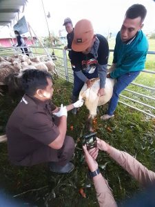 Inseminasi Buatan Massal Domba Batur-2